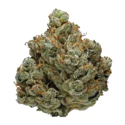 28g - Jet Fuel (INDOOR) - Hybrid