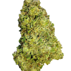 7g - Paul Walker - Hybrid