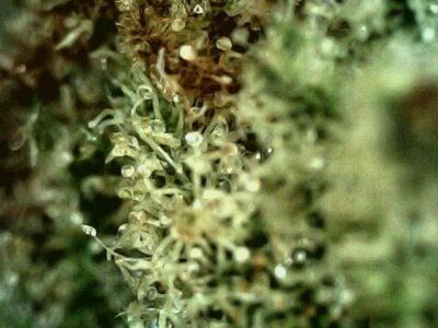 7g - Paul Walker - Hybrid - Image 2