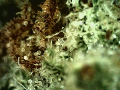7g - Paul Walker - Hybrid - Image 5