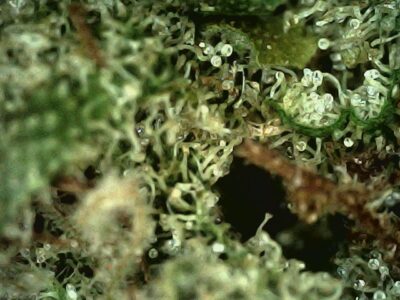 7g - Paul Walker - Hybrid - Image 4