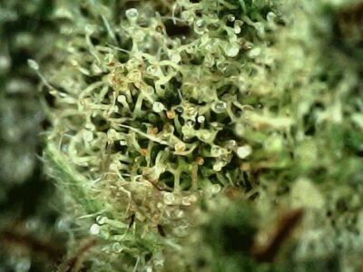 7g - Paul Walker - Hybrid - Image 3