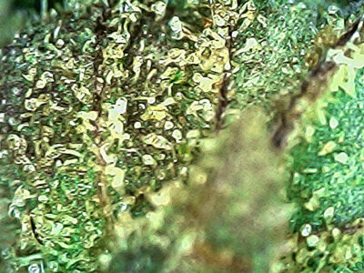 7g - Ogre's Breath - Hybrid - Image 2