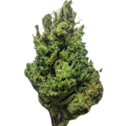 7g - Ron Paul's Righteous Reckoning - Sativa