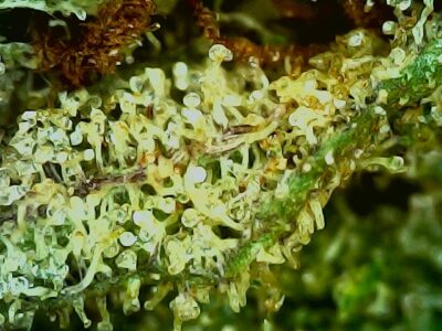 7g - Hmong Warrior - Sativa - Image 2