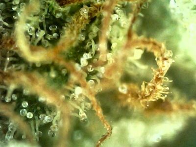 7g - College Park - Sativa - Image 2