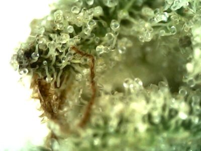 7g - College Park - Sativa - Image 3
