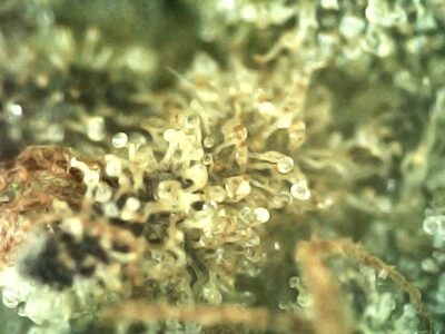7g - College Park - Sativa - Image 4