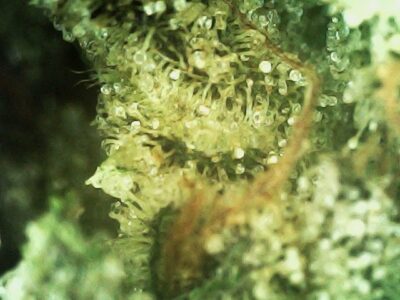 7g - College Park - Sativa - Image 5