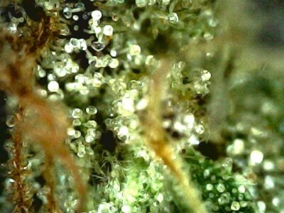 7g - College Park - Sativa - Image 6