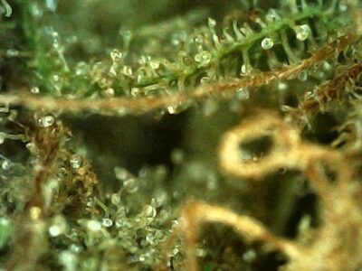 7g - Run Rhino Run - Sativa - Image 5