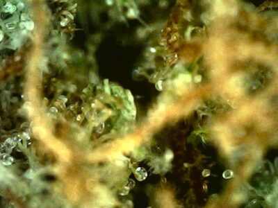 7g - Run Rhino Run - Sativa - Image 2