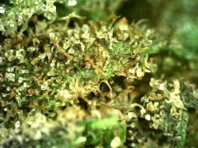7g - Run Rhino Run - Sativa - Image 3