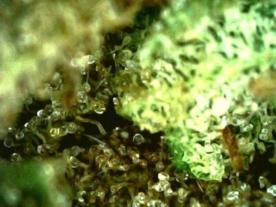 7g - Run Rhino Run - Sativa - Image 4