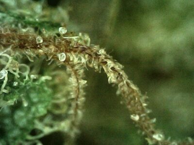 7g - Ron Paul's Righteous Reckoning - Sativa - Image 2