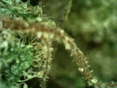 7g - Ron Paul's Righteous Reckoning - Sativa - Image 3