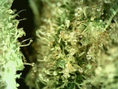 7g - Ron Paul's Righteous Reckoning - Sativa - Image 4