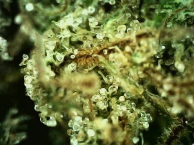 7g - Pigs in the Cookie Jar - Sativa - Image 2
