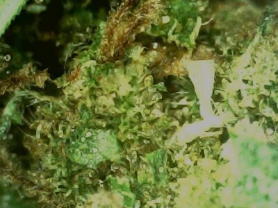 7g - Alaskan Thunder Fuck - Hybrid - Image 2