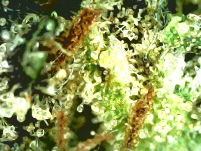 7g - Azure Haze - Hybrid - Image 2
