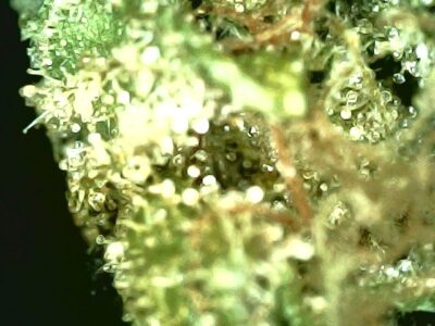 7g - Lemon X - Sativa - Image 2