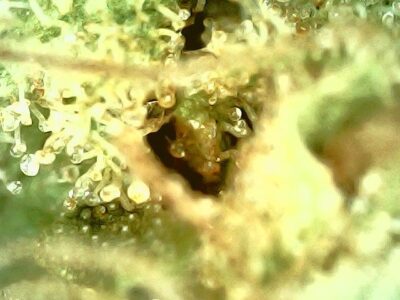 7g - Lemon X - Sativa - Image 3
