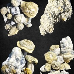 14g SpOregon Genetics Mushrooms Deals