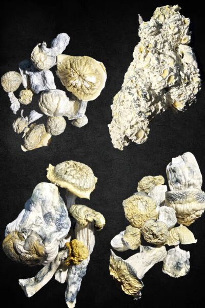 14g SpOregon Genetics Mushrooms Deals