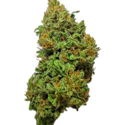 7g - Blast from the Past - Hybrid