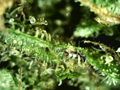 7g - Liberty Cookie Tree - Sativa - Image 3