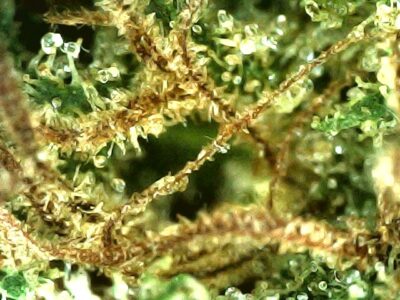 7g - Blast from the Past - Hybrid - Image 2