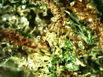 7g - Blast from the Past - Hybrid - Image 3