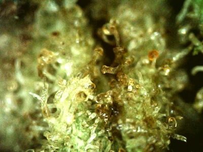 7g - FreeRoss - Ross Unchained  - Sativa - Image 2