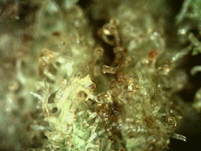 7g - FreeRoss - Ross Unchained  - Sativa - Image 4