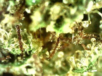 7g - FreeRoss - Ross Unchained  - Sativa - Image 5