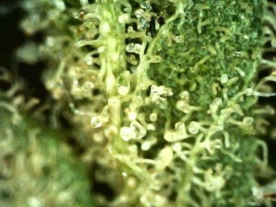 7g - Vegan Inferno - Sativa - Image 2