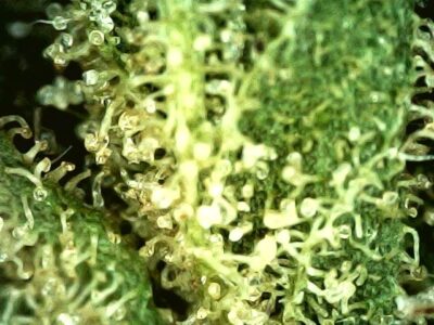 7g - Vegan Inferno - Sativa - Image 3