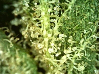 7g - Vegan Inferno - Sativa - Image 4