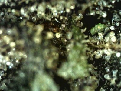 7g - All Gas OG - Indica - Image 3