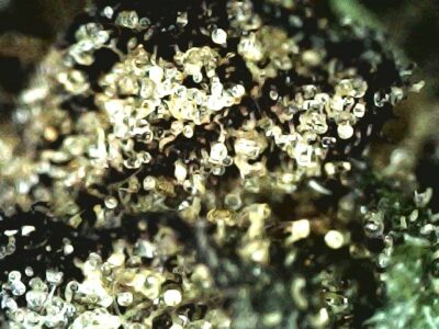 7g - All Gas OG - Indica - Image 2