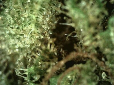 7g - Cherry Limeade - Sativa - Image 2