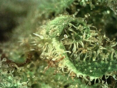 7g - Cherry Limeade - Sativa - Image 3