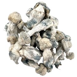 3.5g - Albino Stargazer Mushrooms