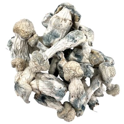 3.5g - Albino Stargazer Mushrooms