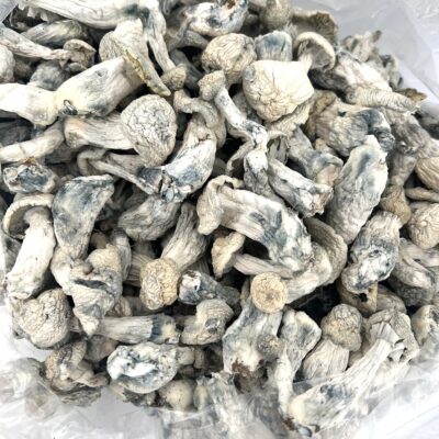 3.5g - Albino Stargazer Mushrooms - Image 2