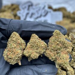28g - Georgia Pie - Exotic Flower (Hybrid) -  DOGTOWN