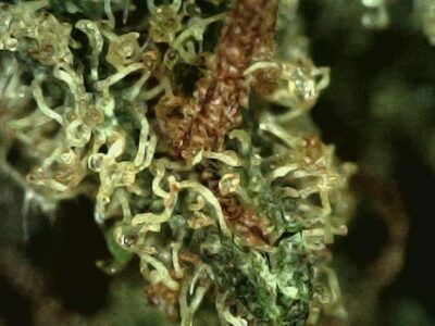 7g - Red Thunder Skunk - Hybrid - Image 2