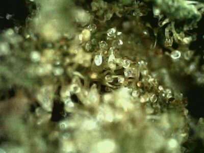 28g - Dawgfather OG - Indica - Image 3