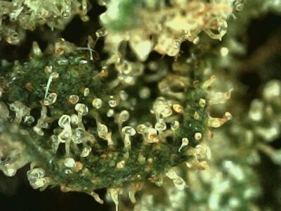 28g - Dawgfather OG - Indica - Image 4
