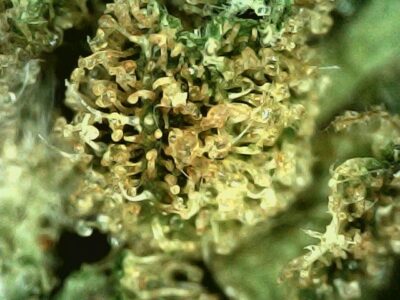 28g - Dawgfather OG - Indica - Image 2